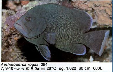 Aethaloperca rogaa